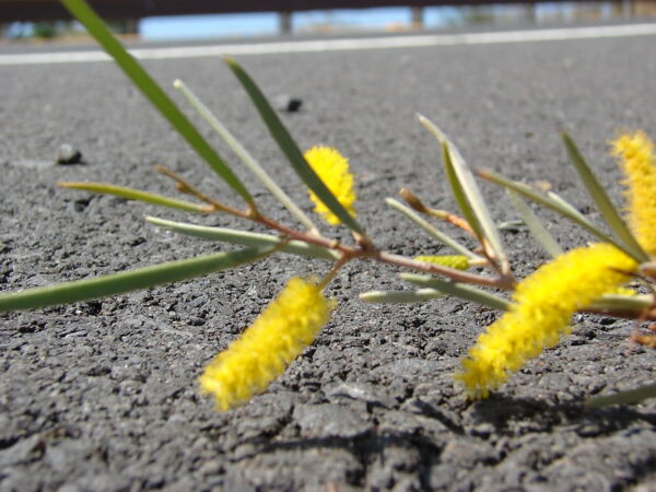 Inspire Future Resilience: Image is Acacia plan growing in concrete.