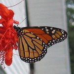 Leadership People Skills Image is monarch butterfly.