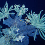 Disrespect Diversity: Image is under sea feather stars.