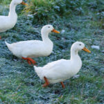 Highly Organized Leaders Aren't Rigid. Image is Ducks in a row.