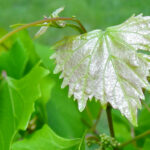 Lead Behavior Change: Image is grape leaves with one a different color