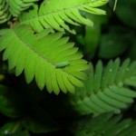 Adaptability: Image is of the plant mimosa pudica.