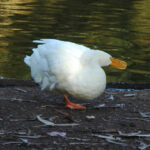 Silly Mistakes Bullies Make: Image is of a "silly goose" via Flickr.
