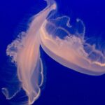 Turn Verbal Conflict: Image is two jellyfish colliding.
